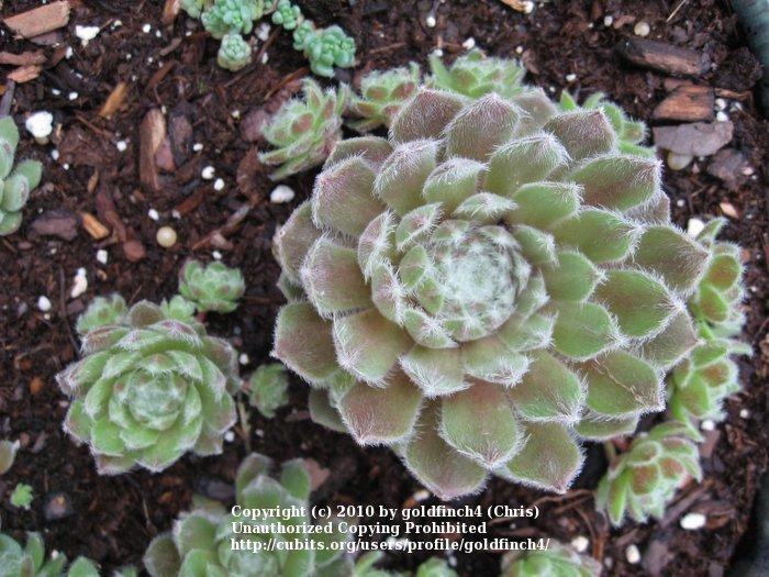Photo of Hen and Chicks (Sempervivum 'Silver Thaw') uploaded by goldfinch4