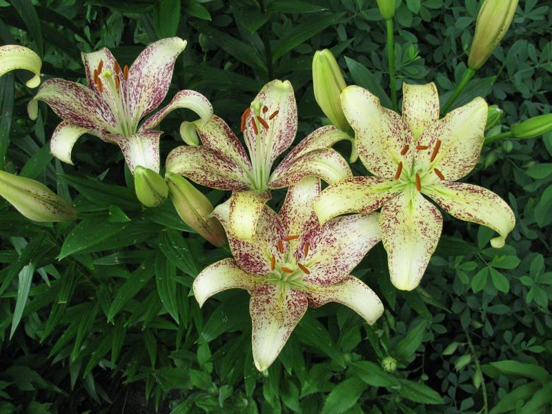 Photo of Lily (Lilium 'Suncrest') uploaded by jmorth