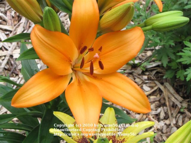Photo of Lily (Lilium 'Desert Song') uploaded by Nanny56