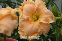 Thumb of 2010-06-13/daylily/d2bd77