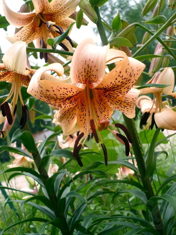 Photo of Lily (Lilium Tiger Babies) uploaded by magnolialover