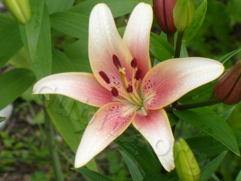 Photo of Lily (Lilium 'Plum Crazy') uploaded by magnolialover
