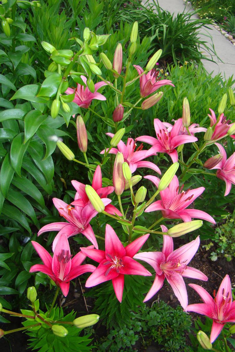 Photo of Lily (Lilium 'Cote d'Azur') uploaded by stilldew