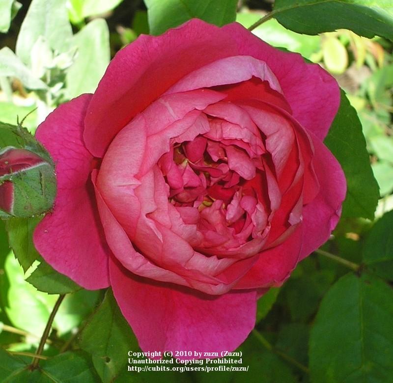 Photo of Rose (Rosa 'Benjamin Britten') uploaded by zuzu