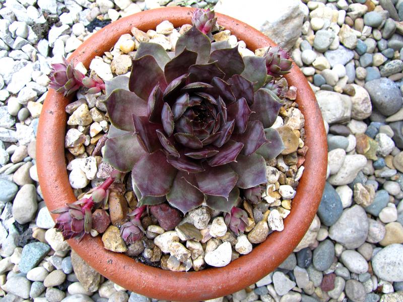Photo of Hen and Chicks (Sempervivum 'Gambol') uploaded by colormyworld
