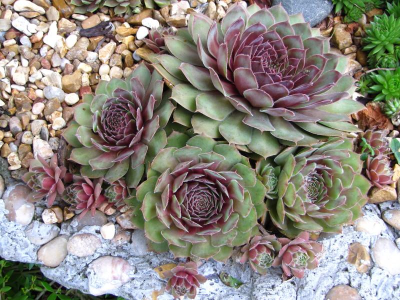 Photo of Hen and Chicks (Sempervivum 'Happy') uploaded by colormyworld
