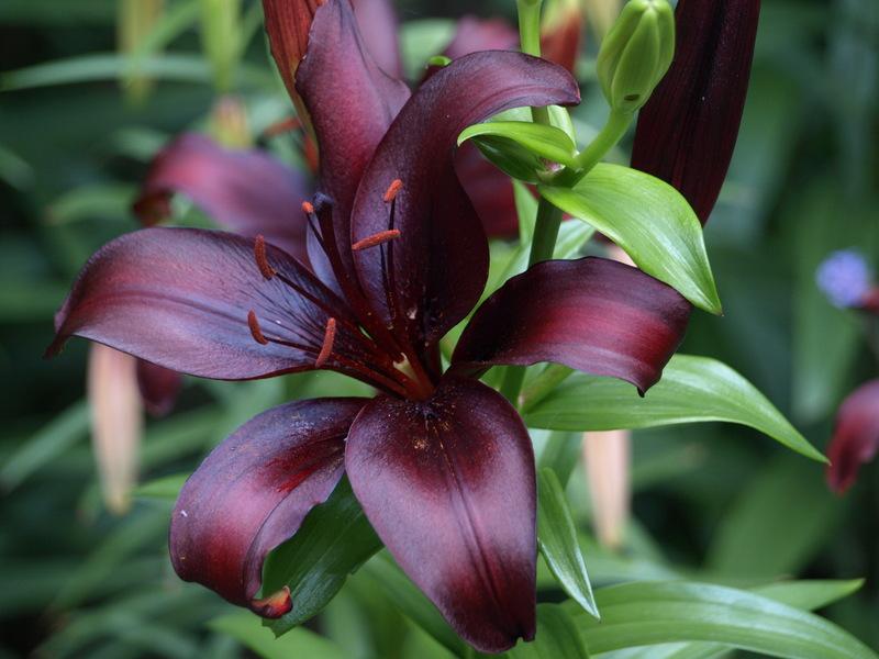 Photo of Lily (Lilium 'Dimension') uploaded by wickerparker