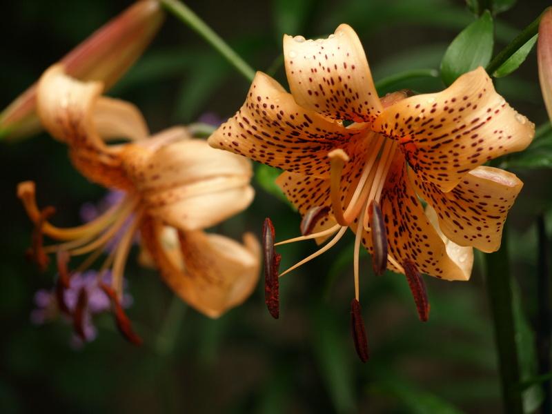 Photo of Lily (Lilium Tiger Babies) uploaded by wickerparker