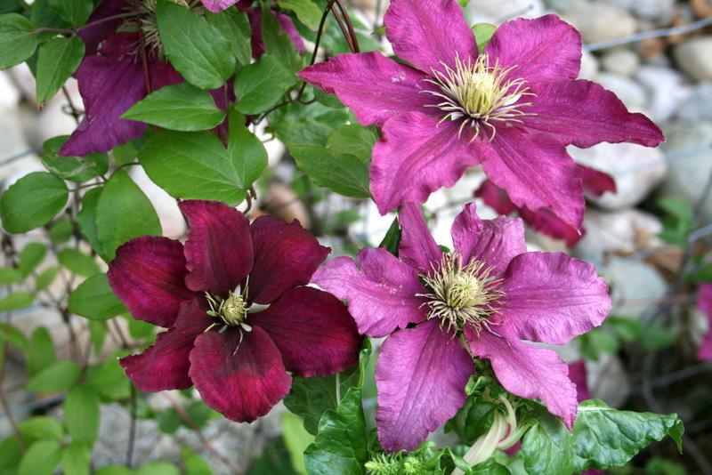 Photo of Clematis 'Ernest Markham' uploaded by Calif_Sue