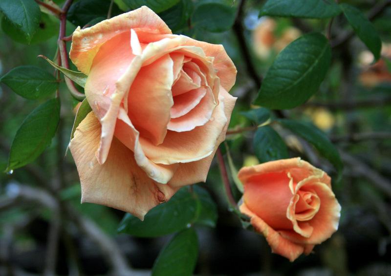Photo of Rose (Rosa 'Royal Sunset') uploaded by Calif_Sue