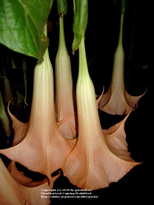 Photo of Angel Trumpet (Brugmansia 'Apricot Queen') uploaded by gordo