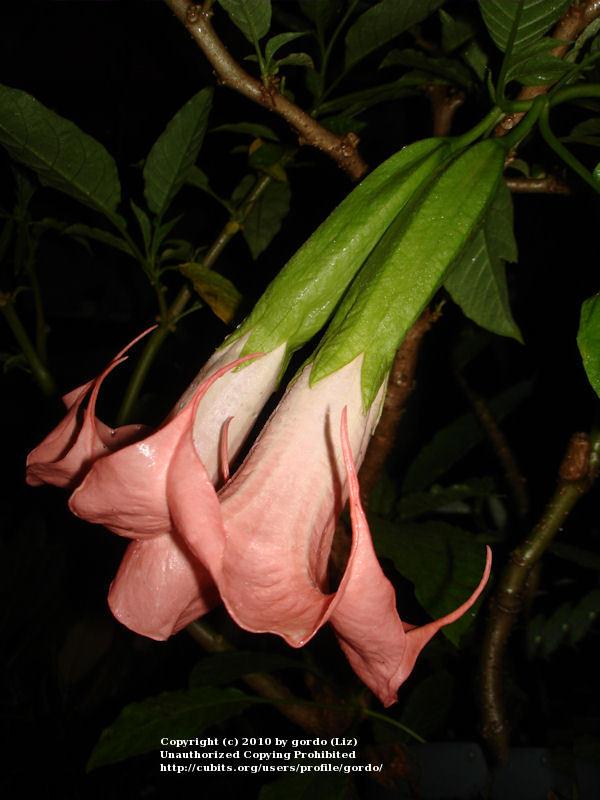 Photo of Angel Trumpet (Brugmansia 'L'Amour') uploaded by gordo