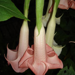 
Brugmansia versicolor 'Ecuador Pink'