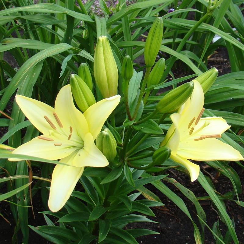 Photo of Lily (Lilium 'Arctic Ice') uploaded by stilldew
