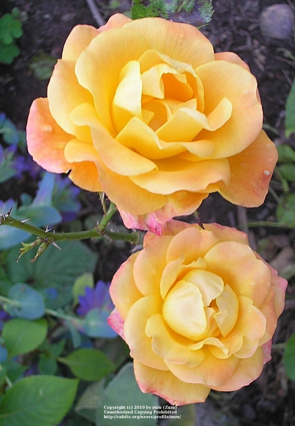 Photo of Rose (Rosa 'Tambourine') uploaded by zuzu