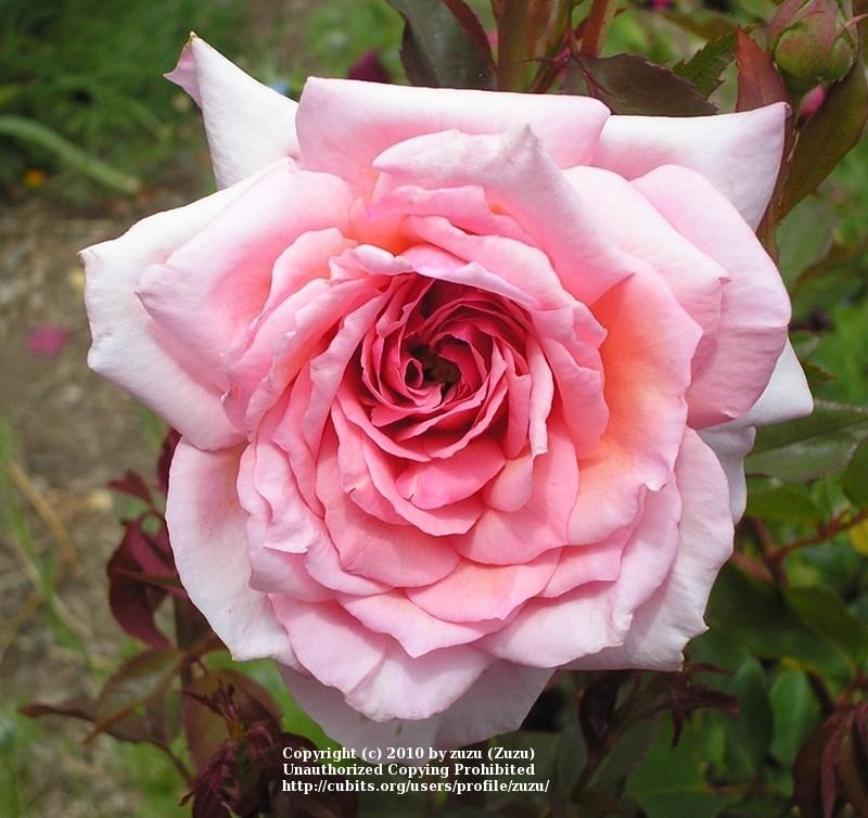 Photo of Rose (Rosa 'Vintage Visalia') uploaded by zuzu