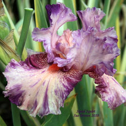 
At Schreiner's Iris Gardens, Oregon.