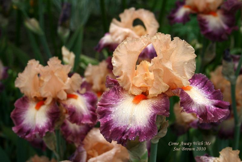 Photo of Tall Bearded Iris (Iris 'Come Away with Me') uploaded by Calif_Sue