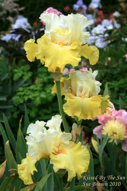 Photo of Tall Bearded Iris (Iris 'Kissed by the Sun') uploaded by Calif_Sue