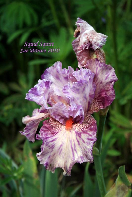Photo of Tall Bearded Iris (Iris 'Squid Squirt') uploaded by Calif_Sue