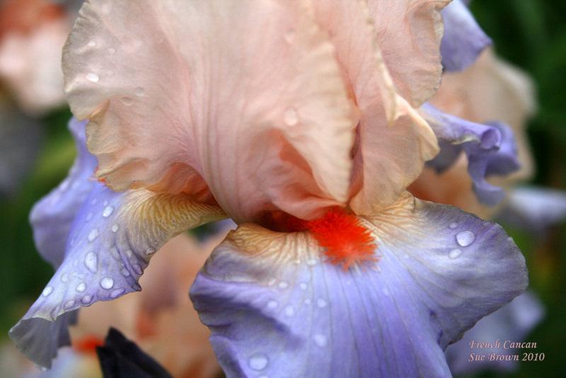 Photo of Tall Bearded Iris (Iris 'French Cancan') uploaded by Calif_Sue
