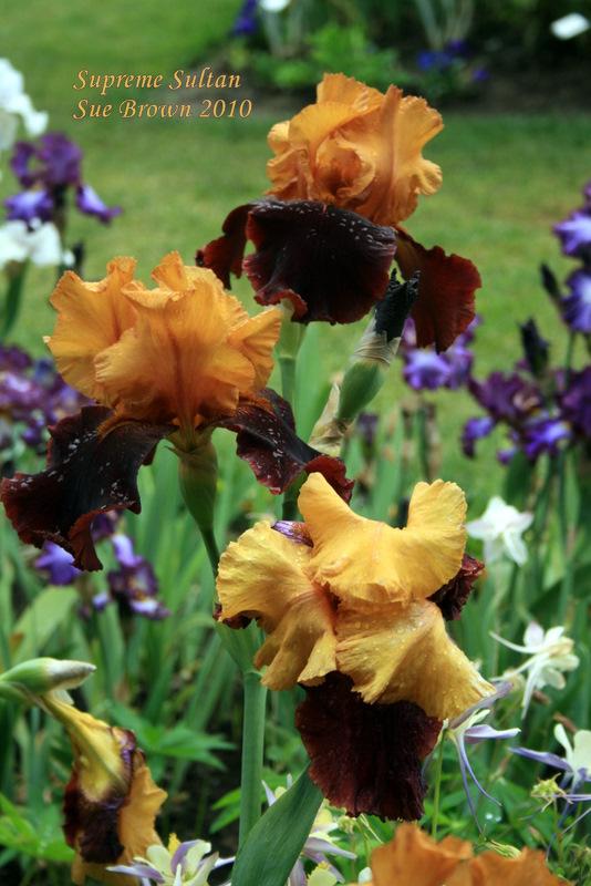 Photo of Tall Bearded Iris (Iris 'Supreme Sultan') uploaded by Calif_Sue