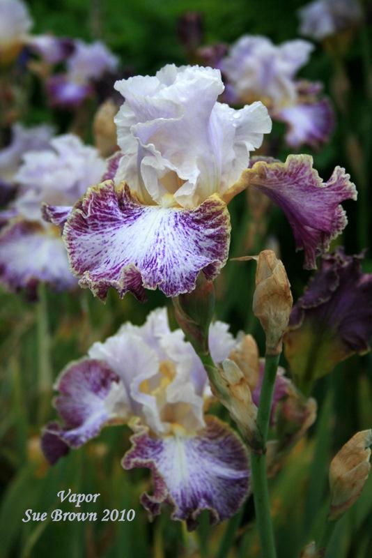 Photo of Tall Bearded Iris (Iris 'Vapor') uploaded by Calif_Sue