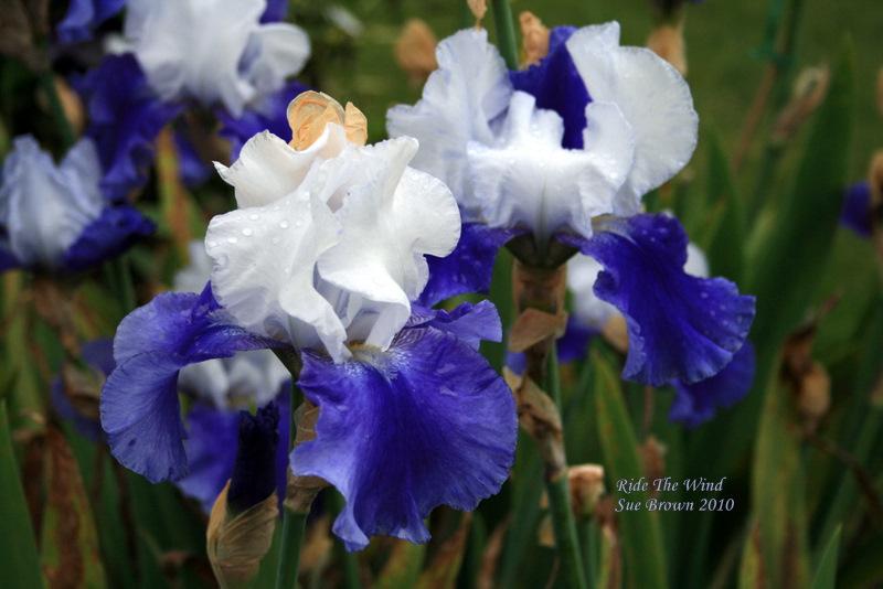 Photo of Tall Bearded Iris (Iris 'Ride the Wind') uploaded by Calif_Sue