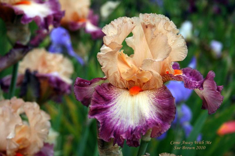 Photo of Tall Bearded Iris (Iris 'Come Away with Me') uploaded by Calif_Sue