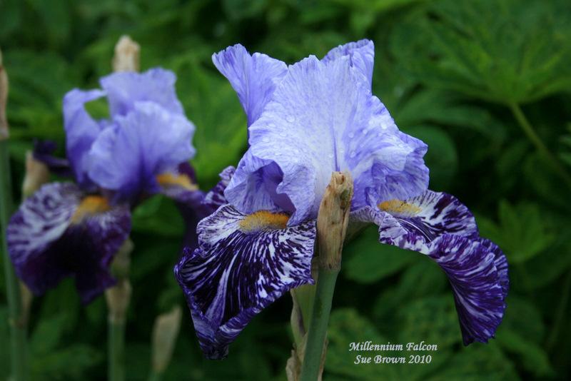 Photo of Tall Bearded Iris (Iris 'Millennium Falcon') uploaded by Calif_Sue