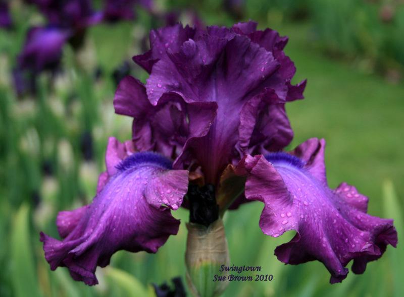 Photo of Tall Bearded Iris (Iris 'Swingtown') uploaded by Calif_Sue