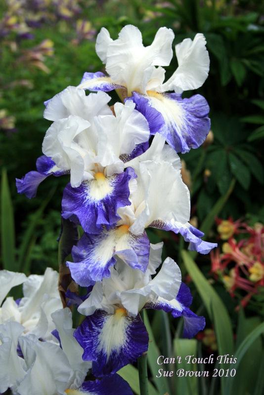Photo of Tall Bearded Iris (Iris 'Can't Touch This') uploaded by Calif_Sue
