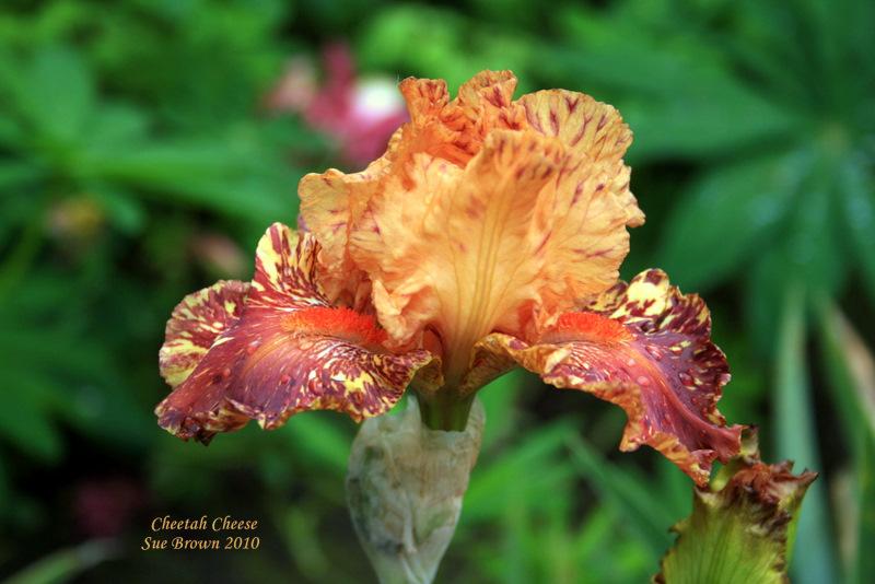 Photo of Tall Bearded Iris (Iris 'Cheetah Cheese') uploaded by Calif_Sue