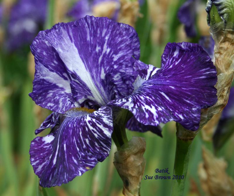 Photo of Border Bearded Iris (Iris 'Batik') uploaded by Calif_Sue