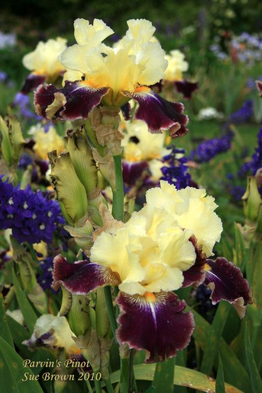 Photo of Tall Bearded Iris (Iris 'Parvin's Pinot') uploaded by Calif_Sue