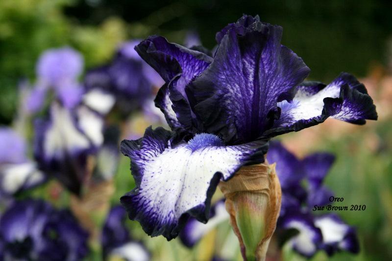 Photo of Tall Bearded Iris (Iris 'Oreo') uploaded by Calif_Sue