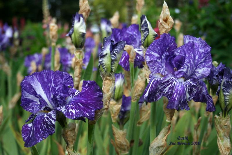 Photo of Border Bearded Iris (Iris 'Batik') uploaded by Calif_Sue