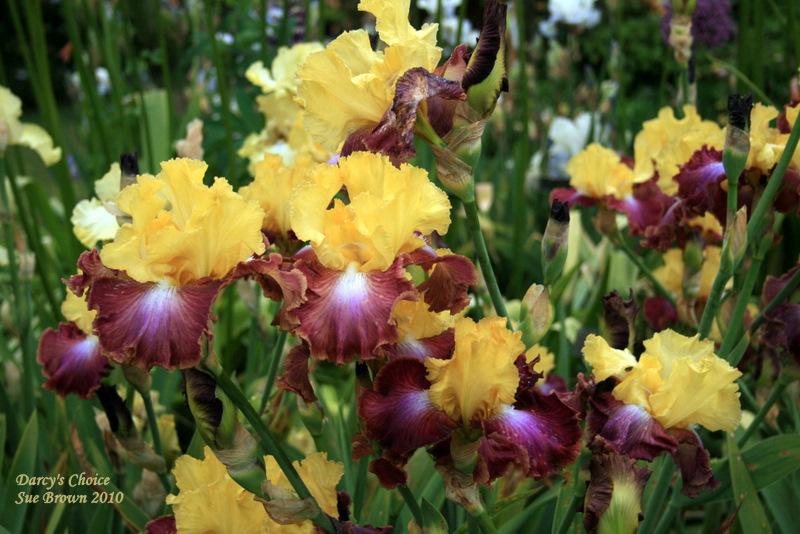 Photo of Tall Bearded Iris (Iris 'Darcy's Choice') uploaded by Calif_Sue