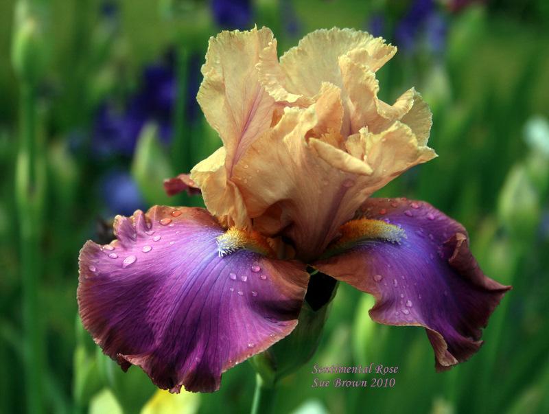 Photo of Tall Bearded Iris (Iris 'Sentimental Rose') uploaded by Calif_Sue