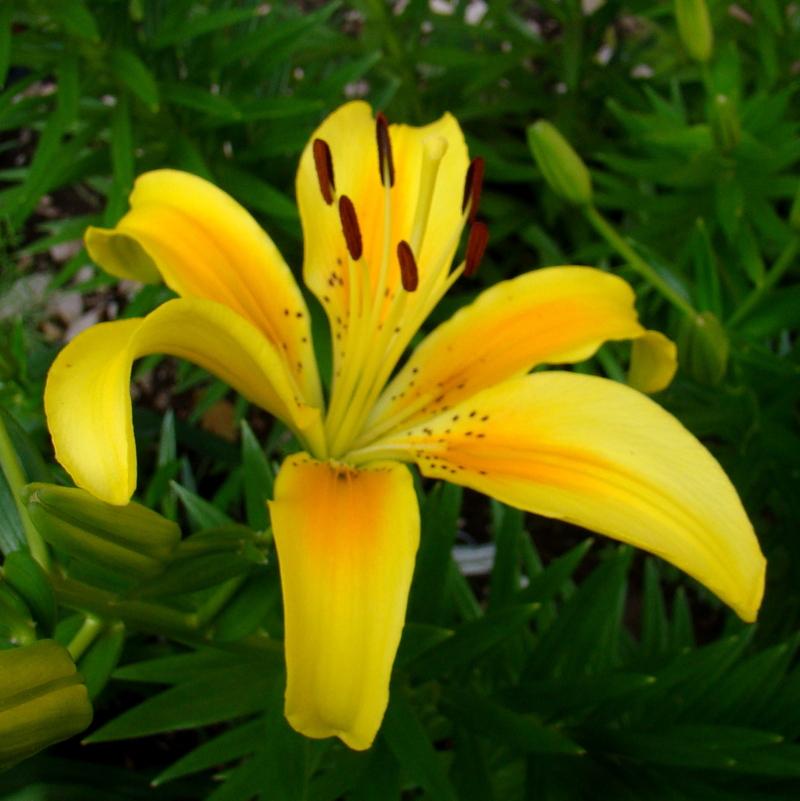 Photo of Lily (Lilium 'Pollyanna') uploaded by stilldew