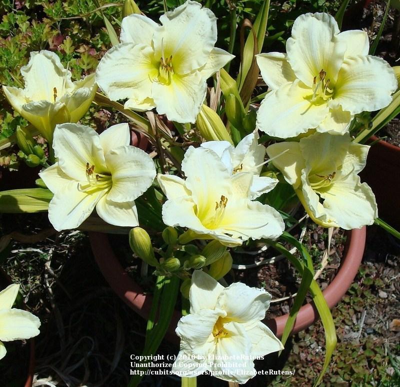 Photo of Daylily (Hemerocallis 'Tuscawilla Tranquillity') uploaded by ElizabeteRutens