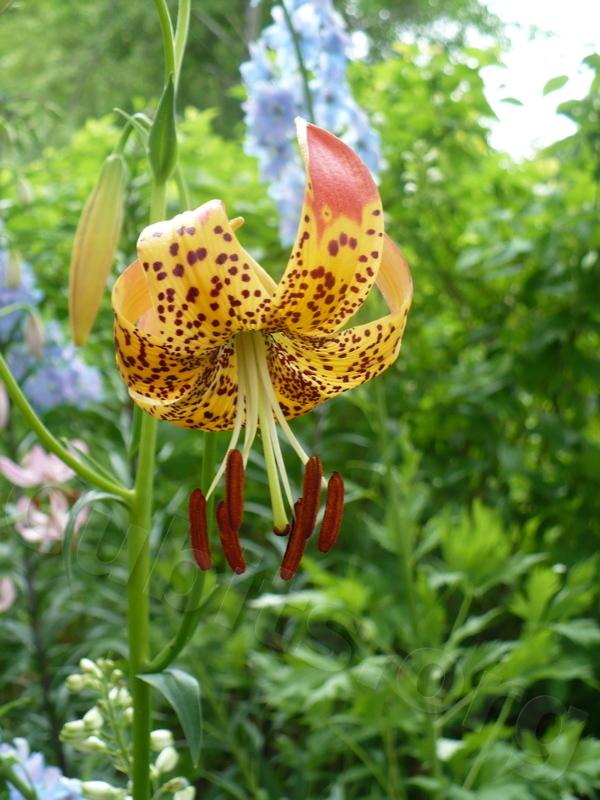 Photo of Leopard Lily (Lilium pardalinum) uploaded by magnolialover