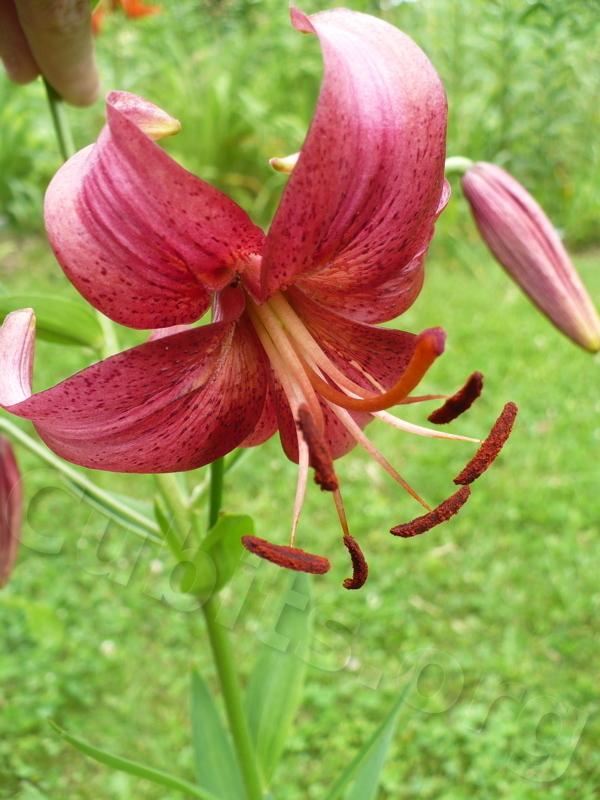 Photo of Asiatic Lily (Lilium 'Eurydike') uploaded by magnolialover