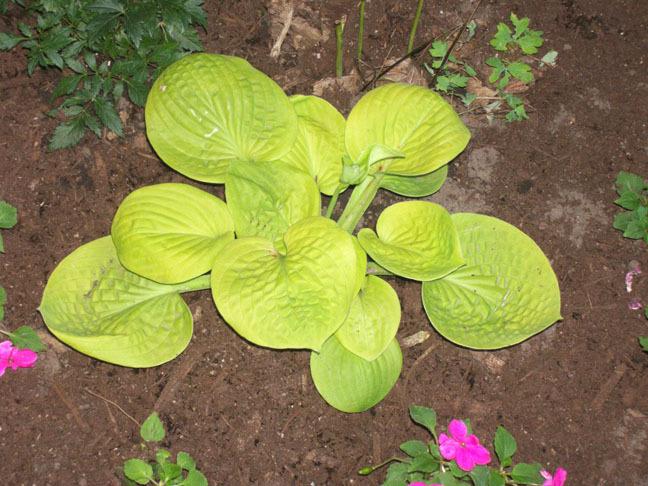 Photo of Hosta 'Maui Buttercups' uploaded by pastime