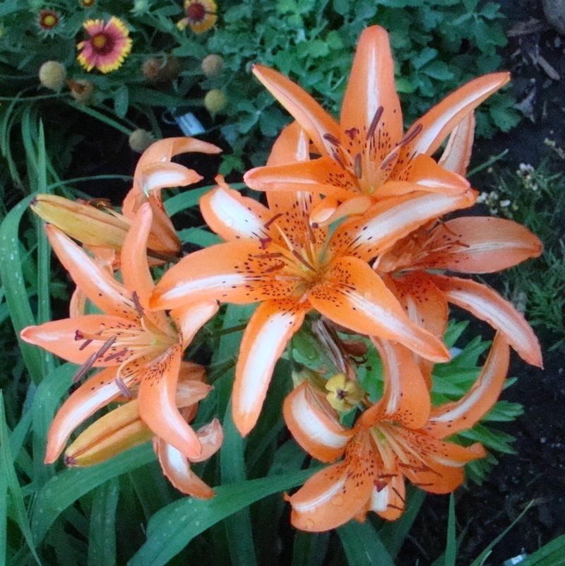 Photo of Lily (Lilium 'Starburst') uploaded by stilldew