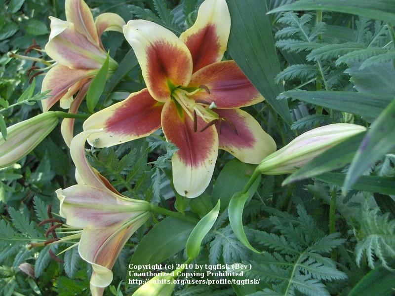Photo of Lily (Lilium 'Red Dutch') uploaded by tggfisk