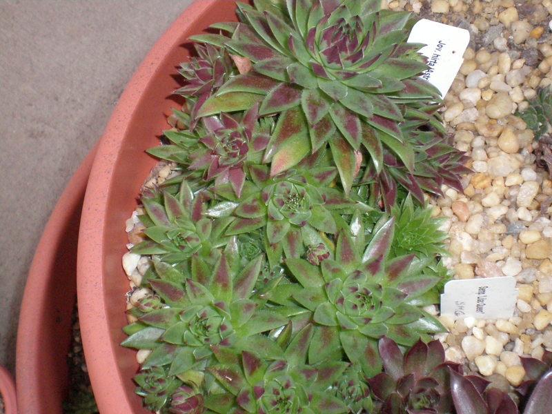 Photo of Rollers (Sempervivum globiferum subsp. hirtum 'Astrid') uploaded by twitcher