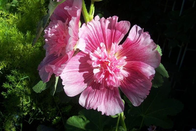 Photo of Hollyhock (Alcea rosea 'Chater's Pink') uploaded by Boopaints
