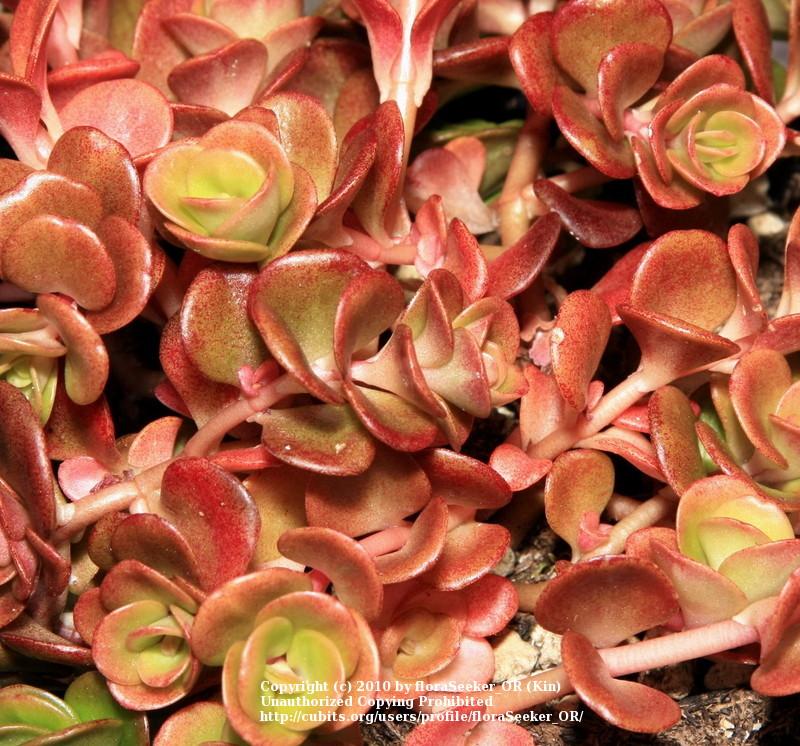 Photo of Chinese Stonecrop (Sedum tetractinum 'Coral Reef') uploaded by floraSeeker_OR