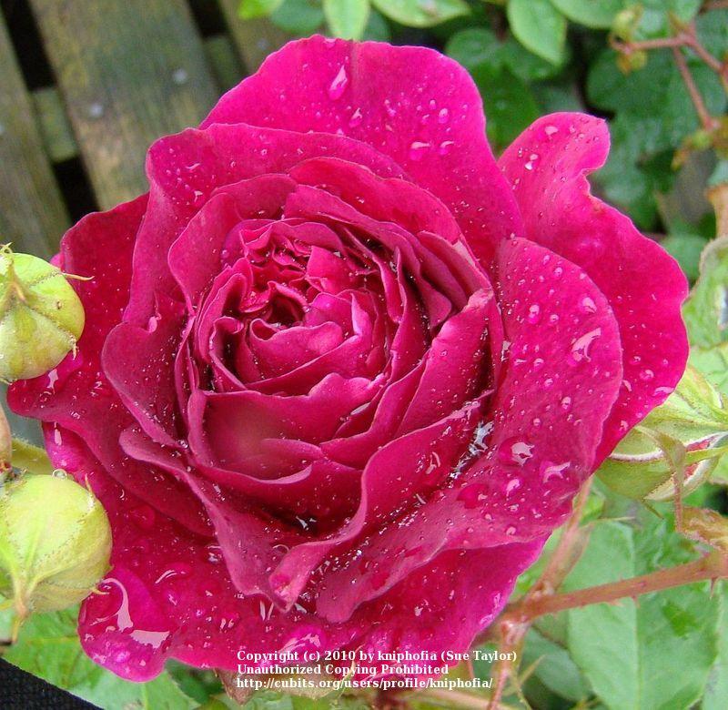 Photo of English Shrub Rose (Rosa 'Munstead Wood') uploaded by kniphofia